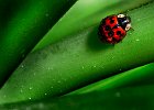 Ladybug--FIN