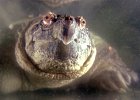 turtle1.jpg  &#34;Chief&#34; the snapping turtle sits in his tank at the Science Center at the ARTS Center in Spartanburg Friday. The Center is trying to raise funds to get the turtle a new home, sinced he has outgrown his tank. Chief has been a part of the center since 1989.