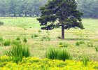 treefieldflowers.jpg  Scenic along Bryant Road in Spartanburg County.