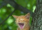 treekittys5.JPG  A kitten yawns after taking a nap in the crook of a hollow oak tree in Cannons Campground Thursday. The kittens&#39; mother was killed after having them inside the tree.