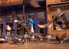 PigeonsSidewalk