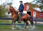 Shaw Laney  Shaw Laney rides &#34;Mananero&#34;, a nine-year-old Paso fino horse at the Ra-Shaw Farm Wednesday afternoon, 11-19-03. Laney, 31, has won a national title as a horse trainer.