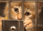 Kittys  A 6-week old kitten looks out from its cage at the Spartanburg Humane Society&#39;s adoption center in Spartanburg Sunday afternoon.